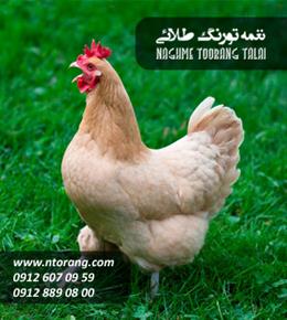 جوجه مرغ جهادی ٢ ماهه